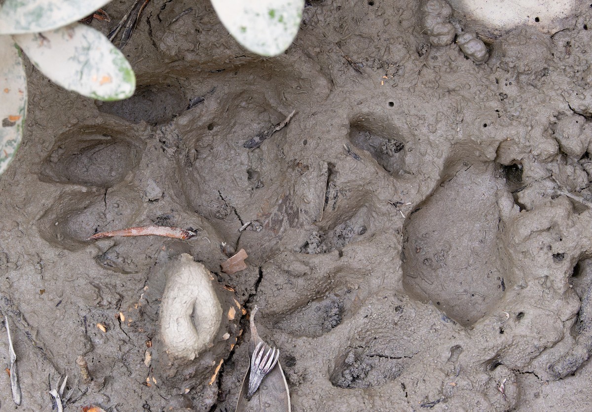 Bengal Tiger - ML652706722