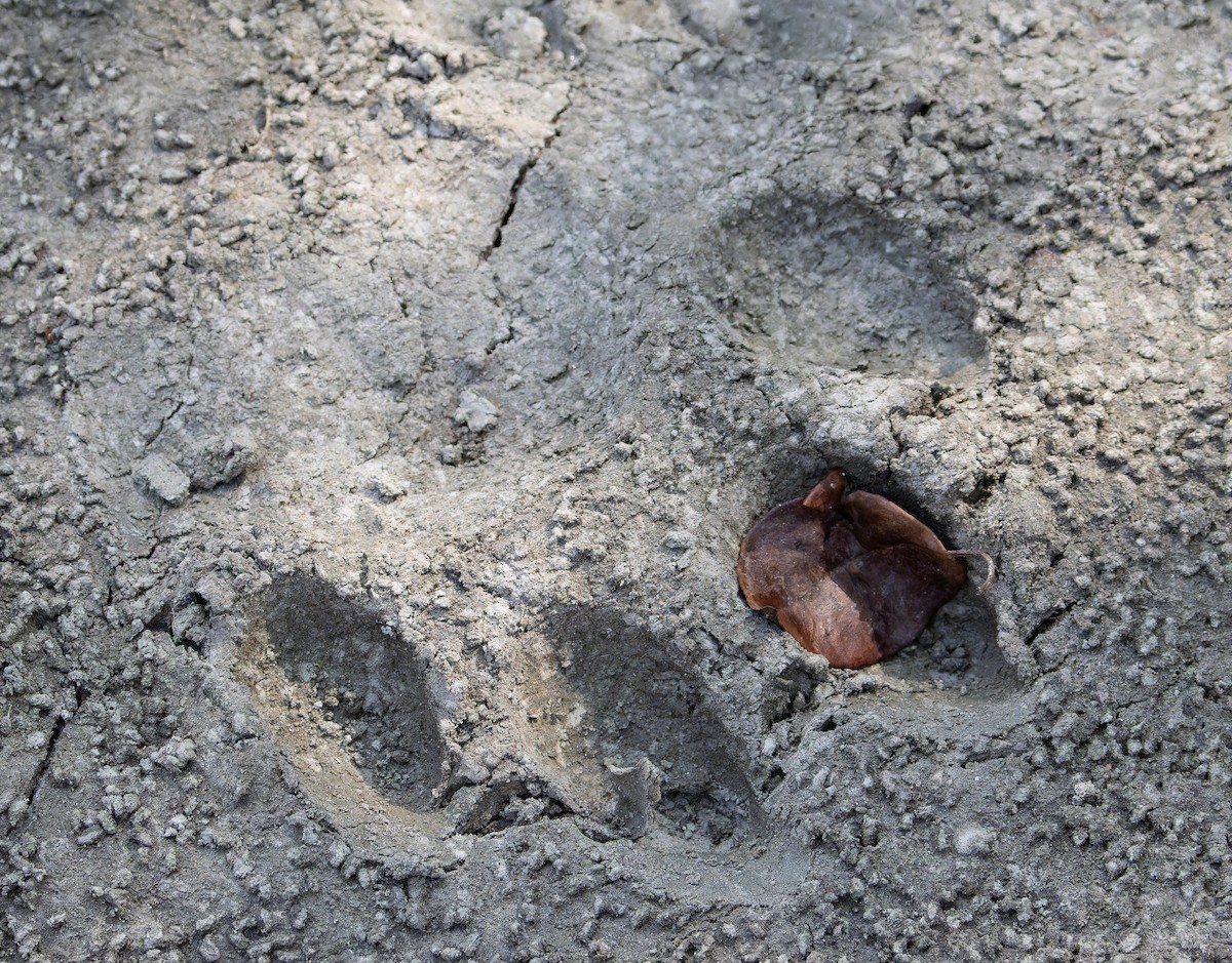 Bengal Tiger - ML652706723