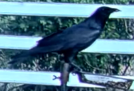 Fish Crow - ML652706752