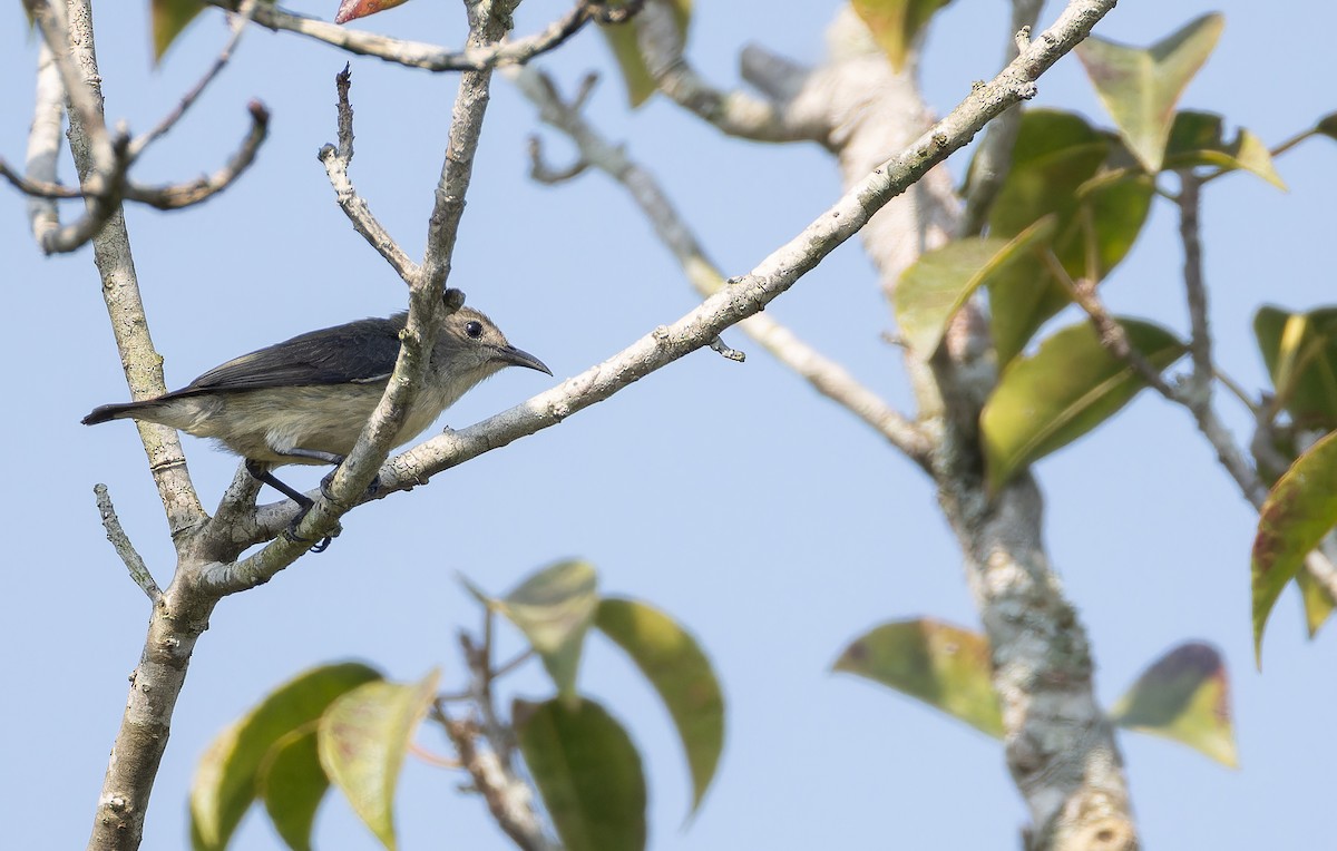 květozob červenohřbetý - ML652706842