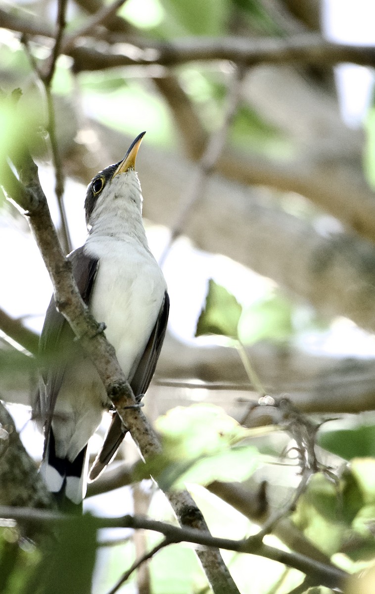 Coulicou à bec jaune - ML652706926
