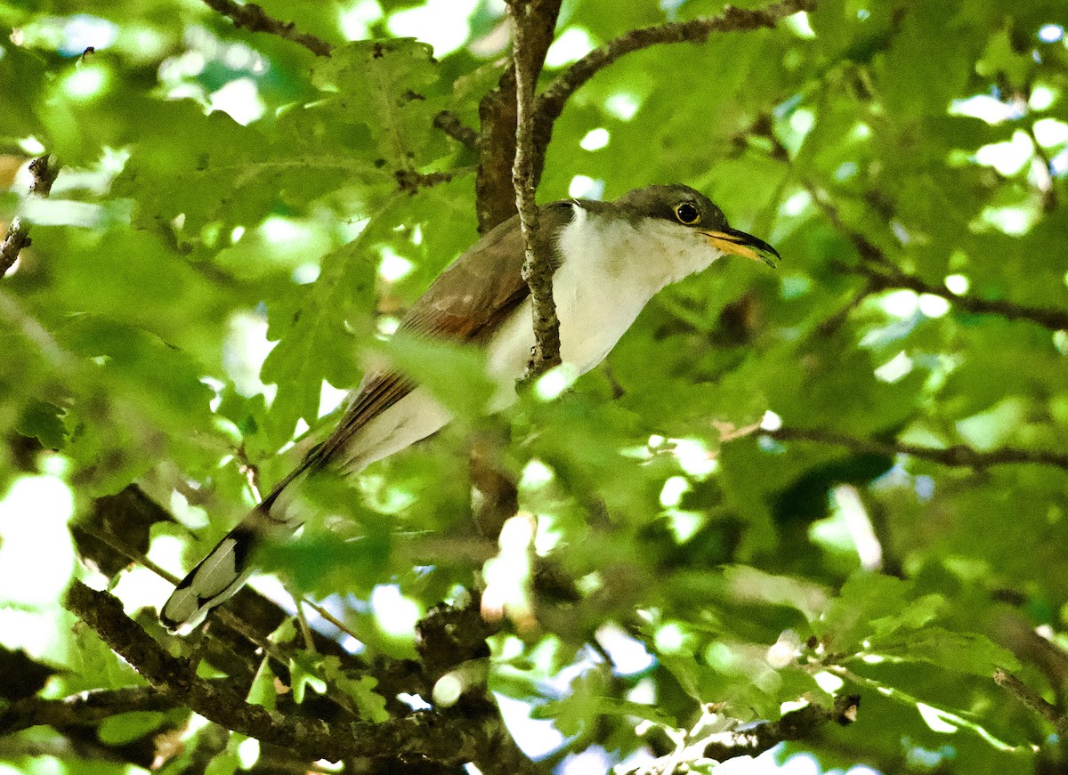 Coulicou à bec jaune - ML652706927