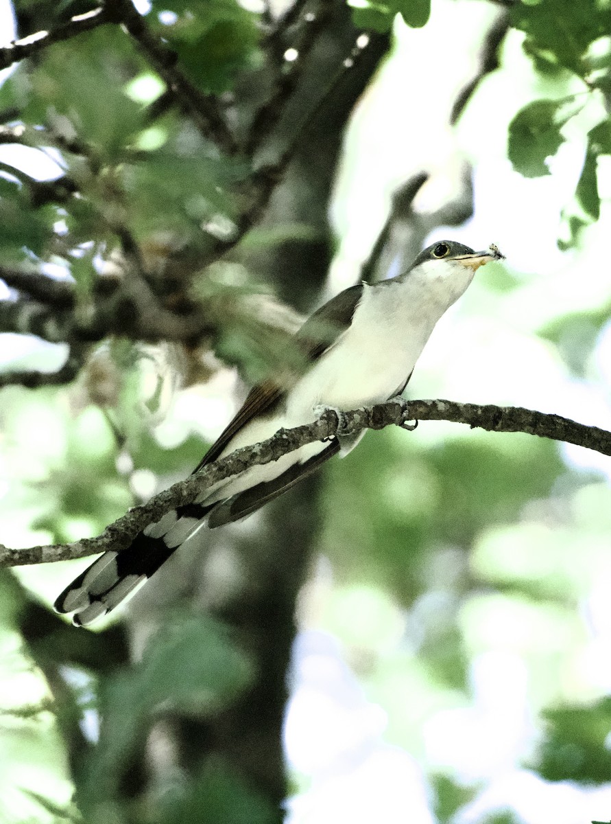 Coulicou à bec jaune - ML652706928