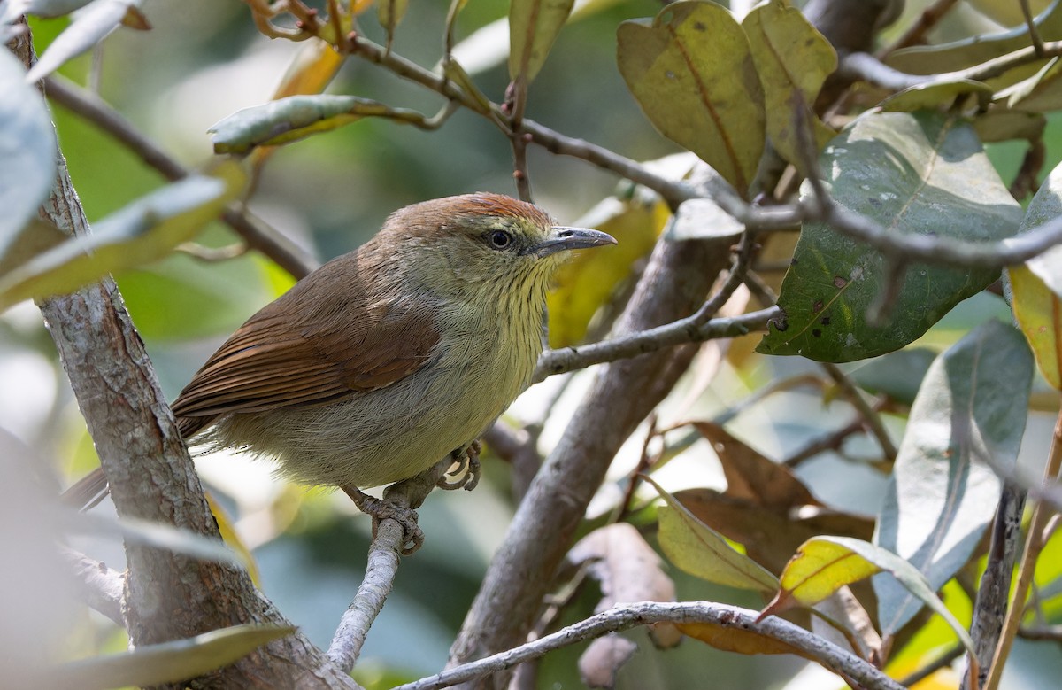 Pin-striped Tit-Babbler - ML652706936