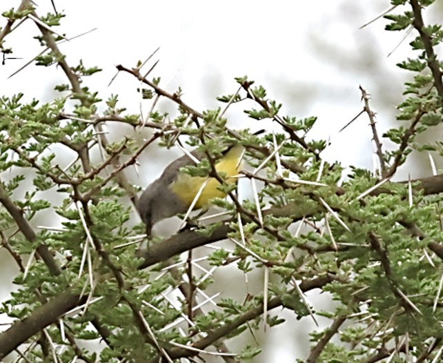 Yellow-bellied Eremomela - ML652707050