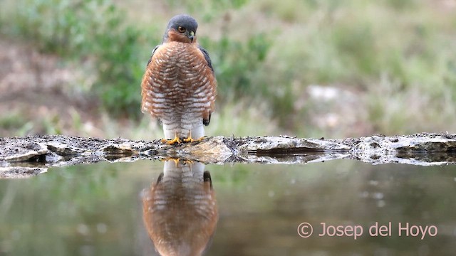 北雀鷹 - ML652707114