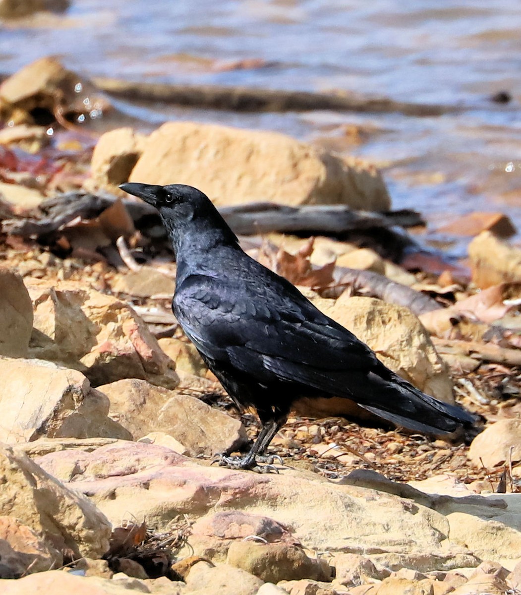 Fish Crow - ML652707130