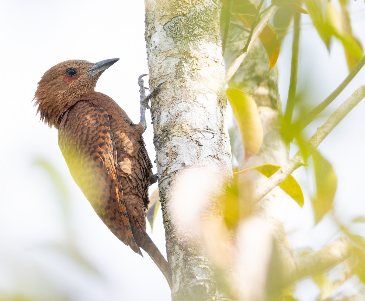 datel rezavý - ML652707165