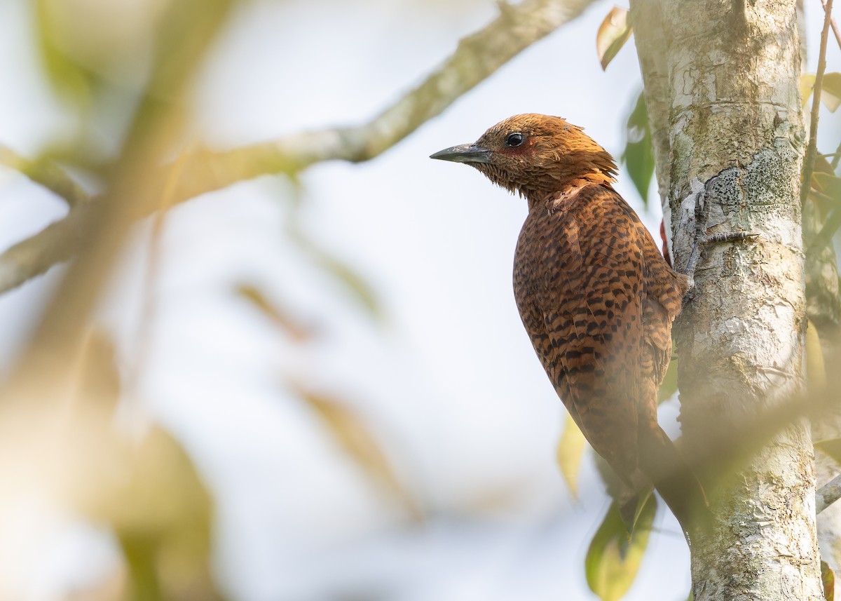 datel rezavý - ML652707174