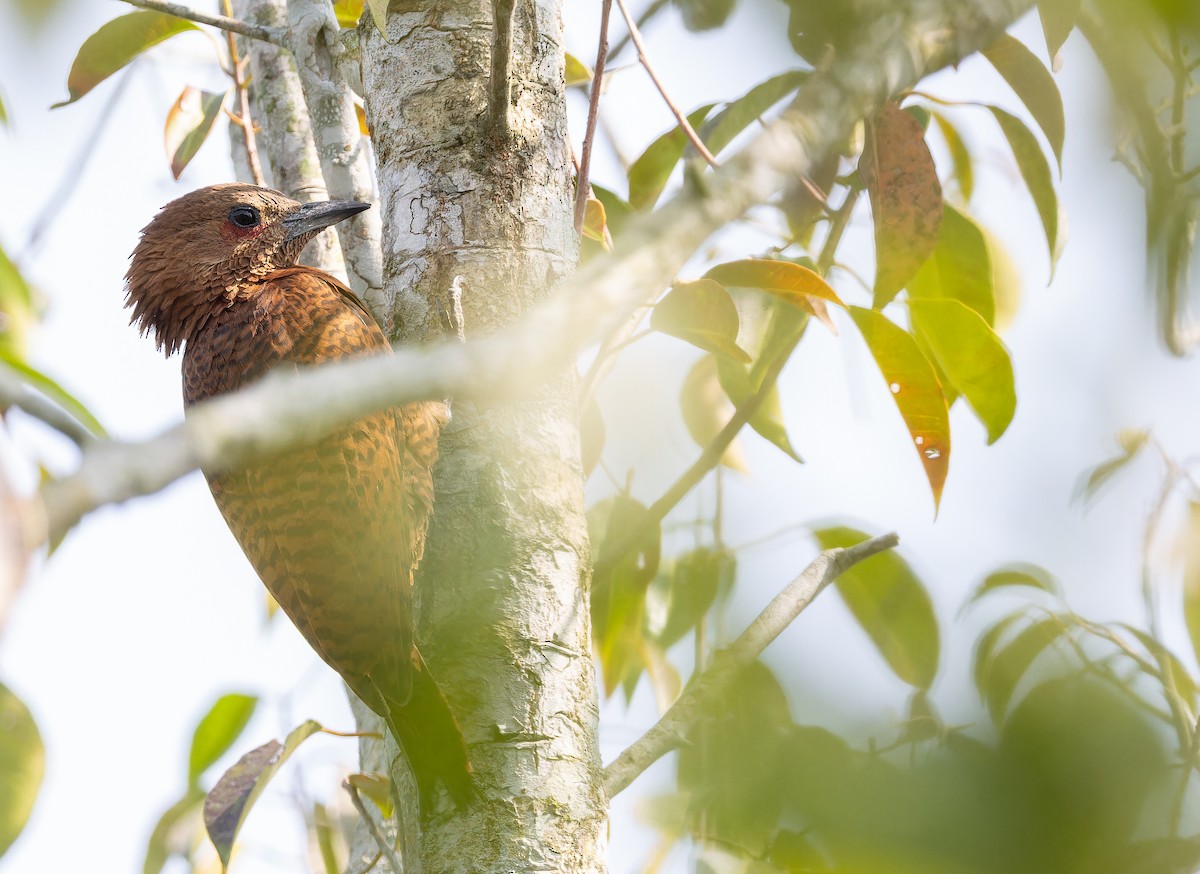 datel rezavý - ML652707181