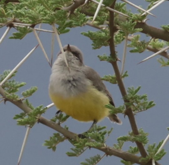 Yellow-bellied Eremomela - ML652707389