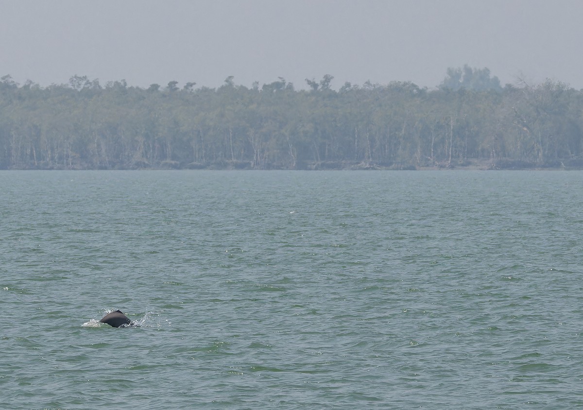 Ganges River Dolphin - ML652707582