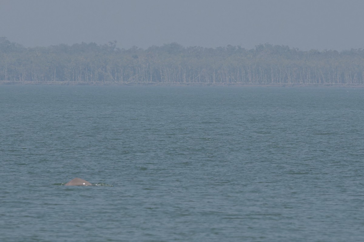 Ganges River Dolphin - ML652707611