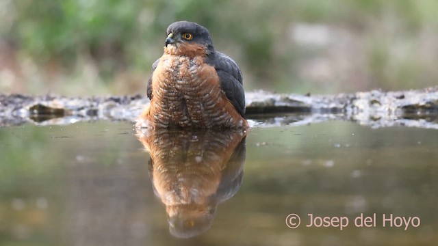 北雀鷹 - ML652707666