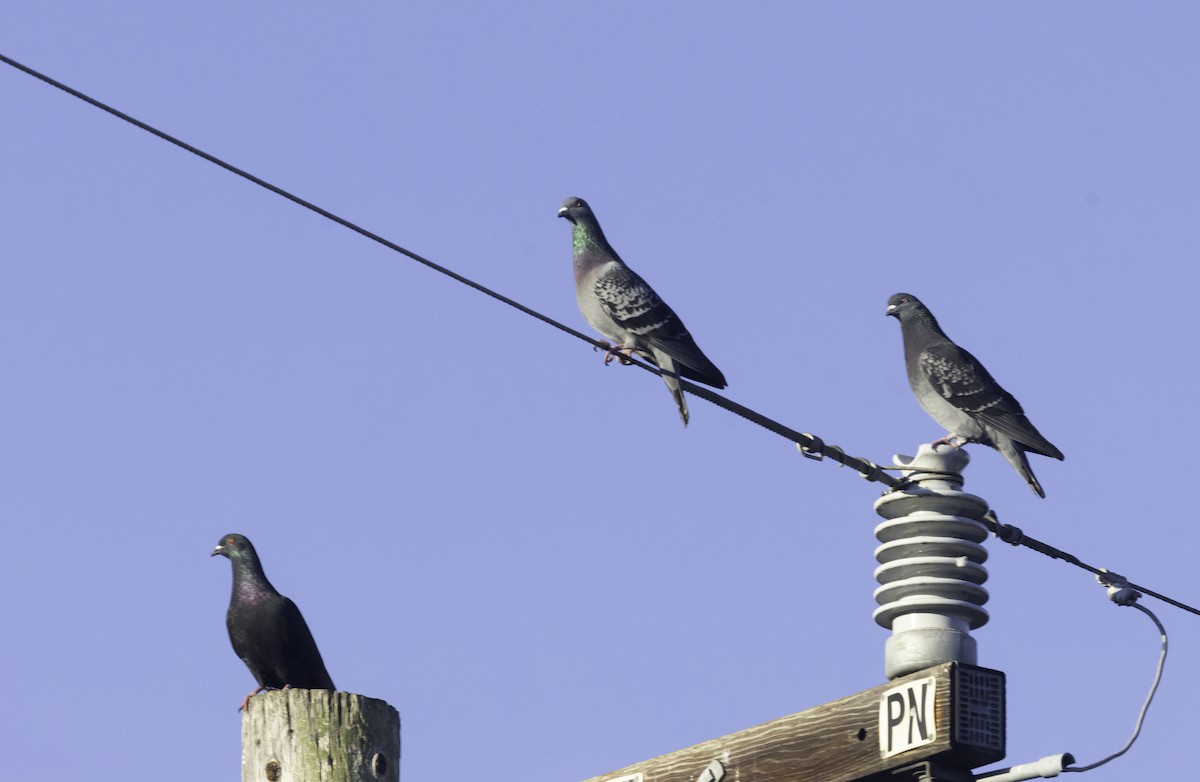 Paloma Bravía (variedad doméstica) - ML652708090