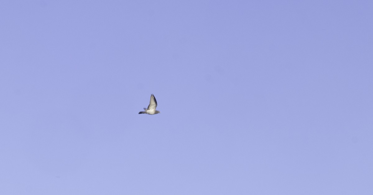 Paloma Bravía (variedad doméstica) - ML652708093