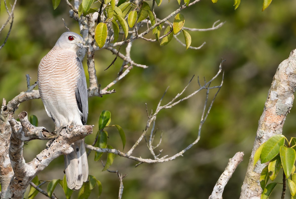 krahujec šikra [skupina badia] - ML652708513