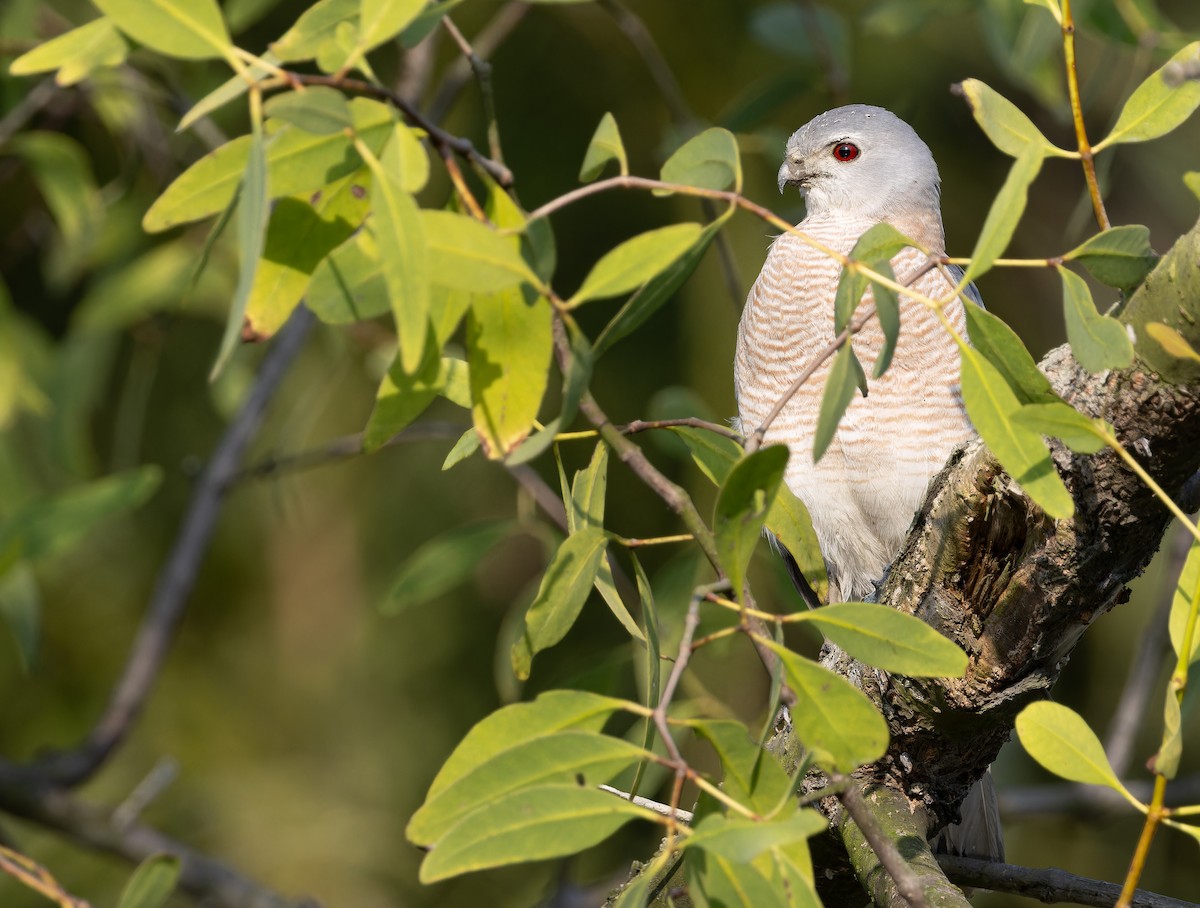 krahujec šikra [skupina badia] - ML652708519