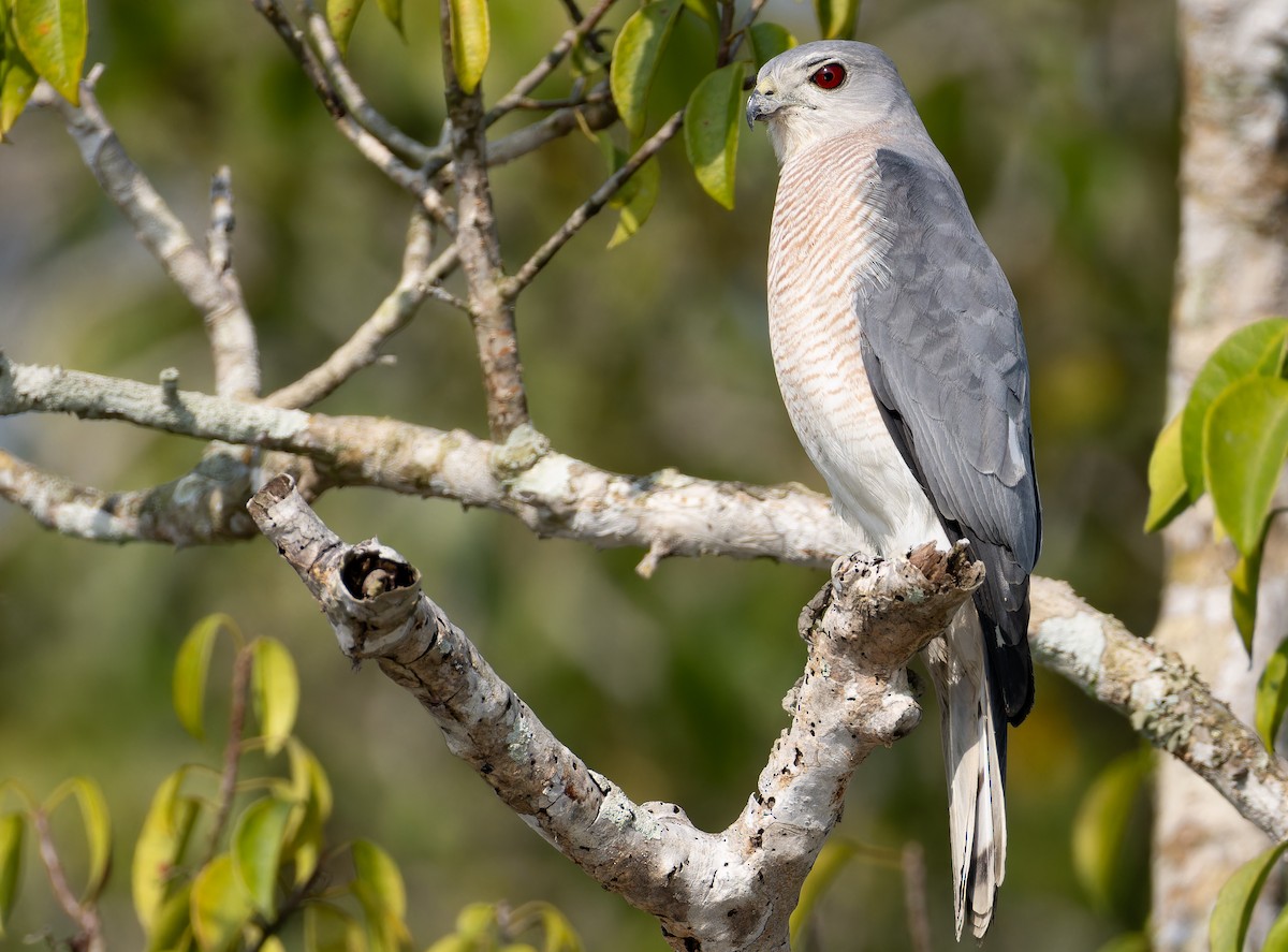 krahujec šikra [skupina badia] - ML652708525