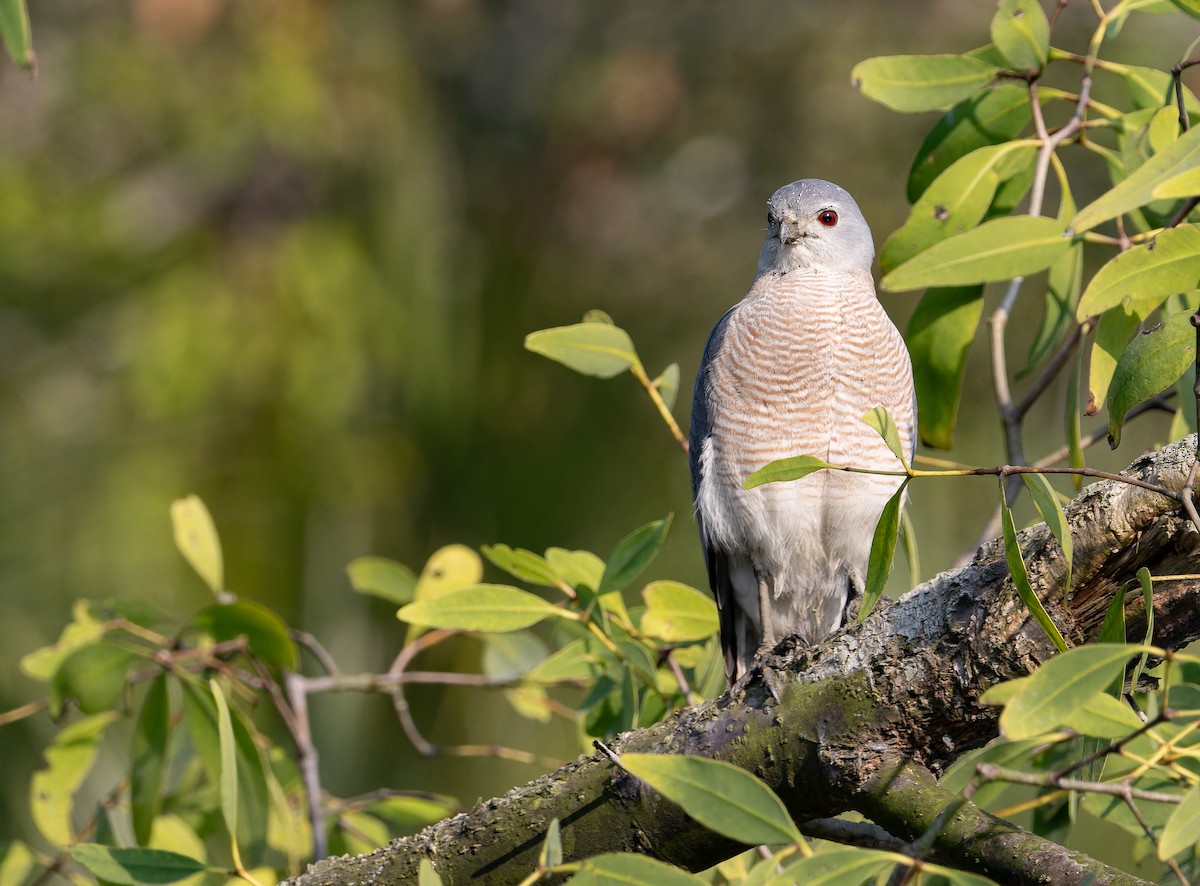 krahujec šikra [skupina badia] - ML652708526