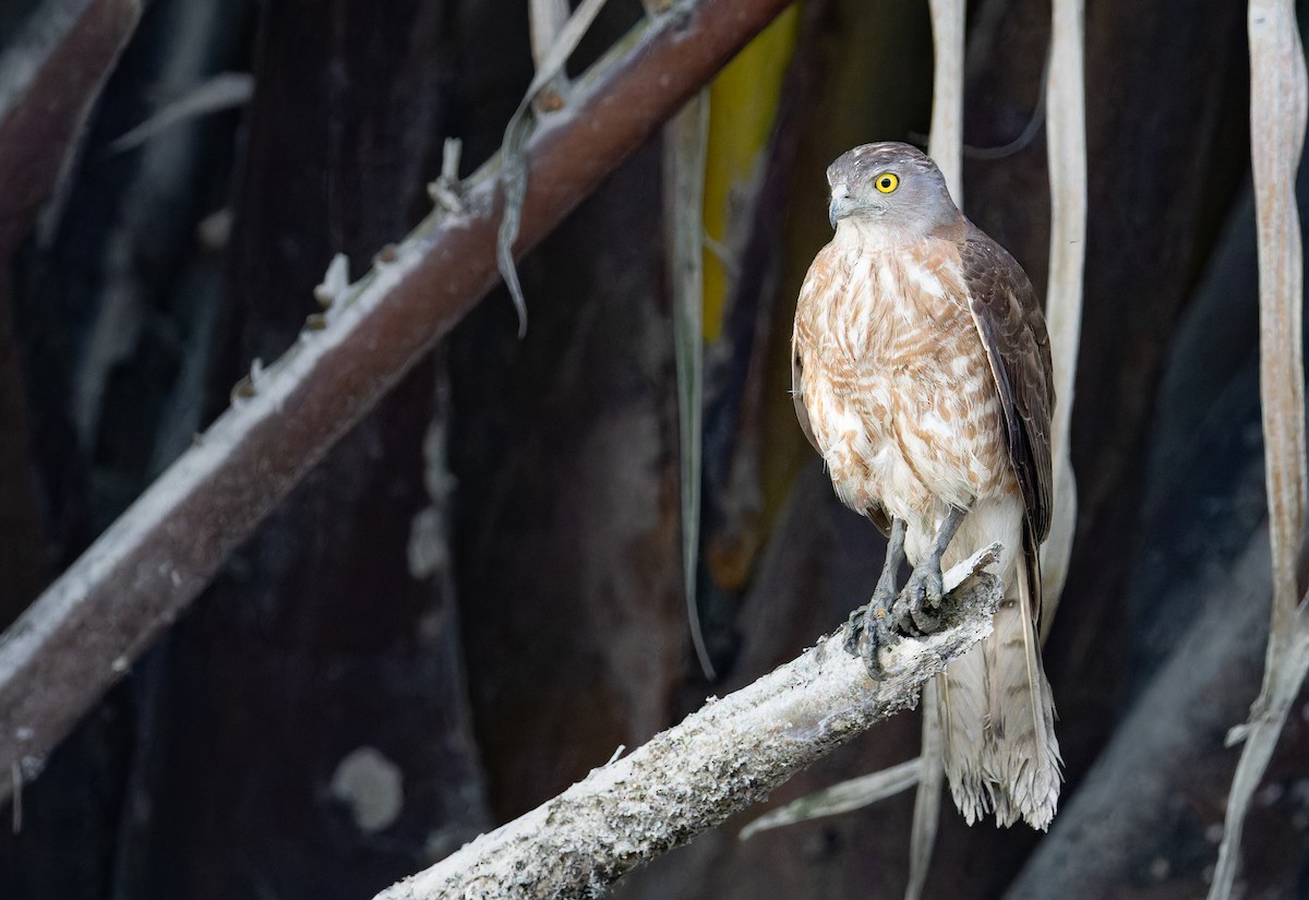 krahujec šikra [skupina badia] - ML652708528