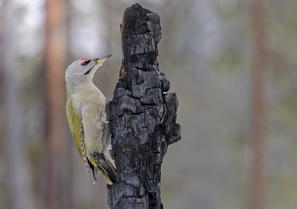 ヤマゲラ - ML652708588