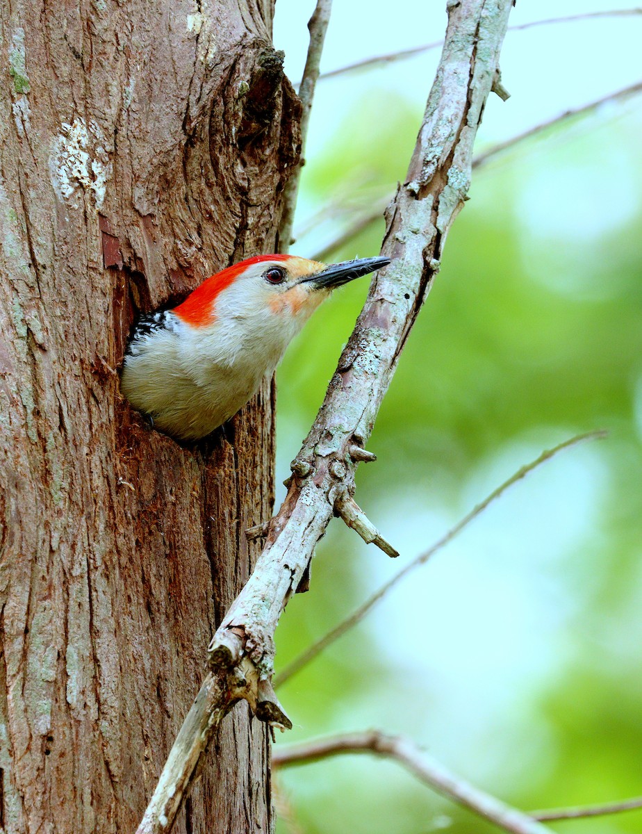 Red-bellied Woodpecker - ML652708598