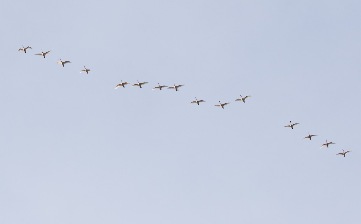 Гунгар хун - ML652708603