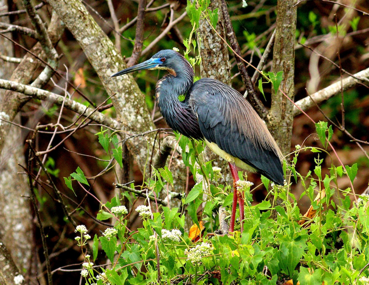 Tricolored Heron - ML652708611