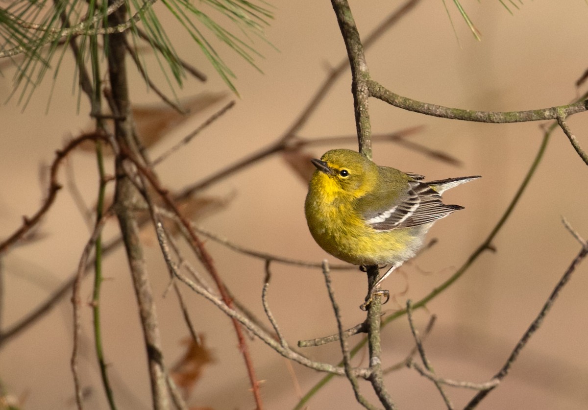 Pine Warbler - ML652708615