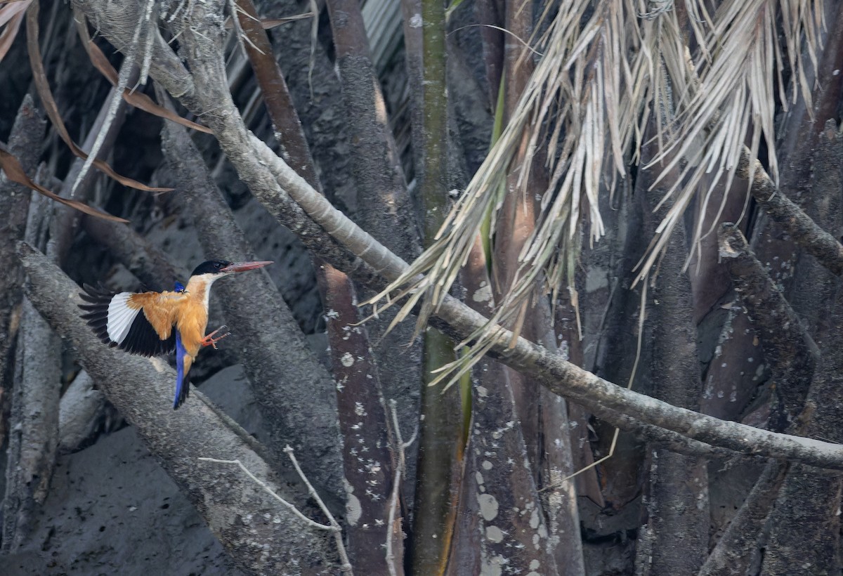 ledňáček černohlavý - ML652708654