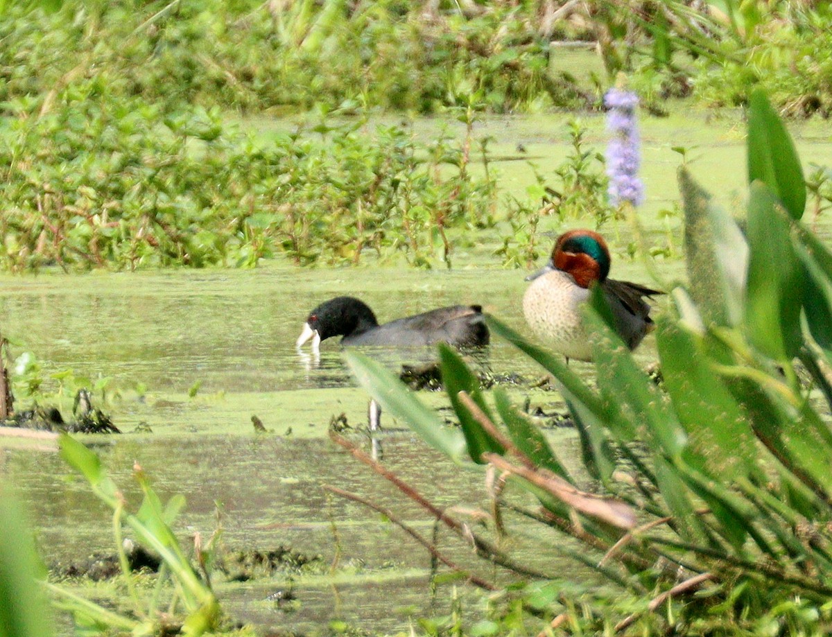 Green-winged Teal - ML652708657