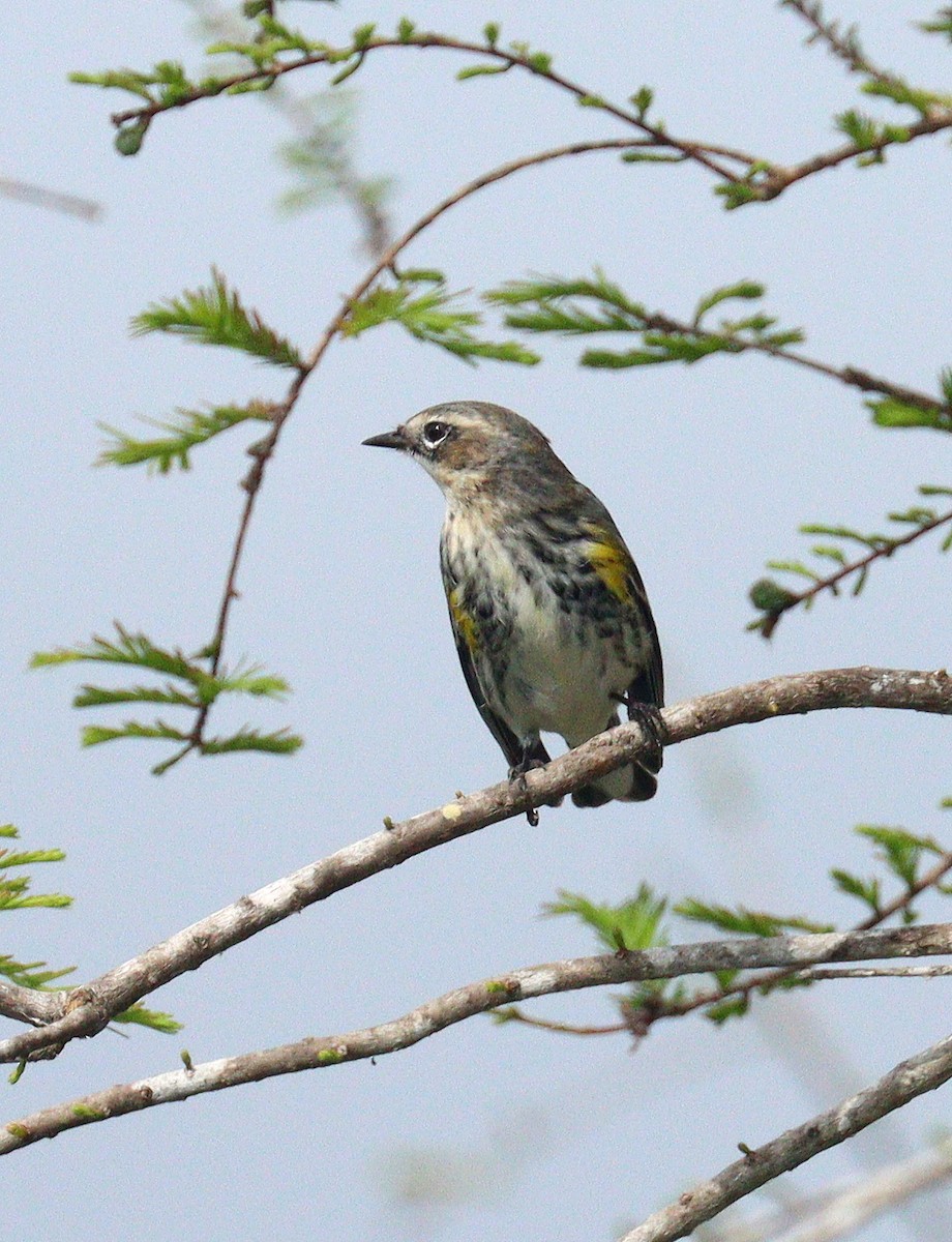 Yellow-rumped Warbler - ML652708667