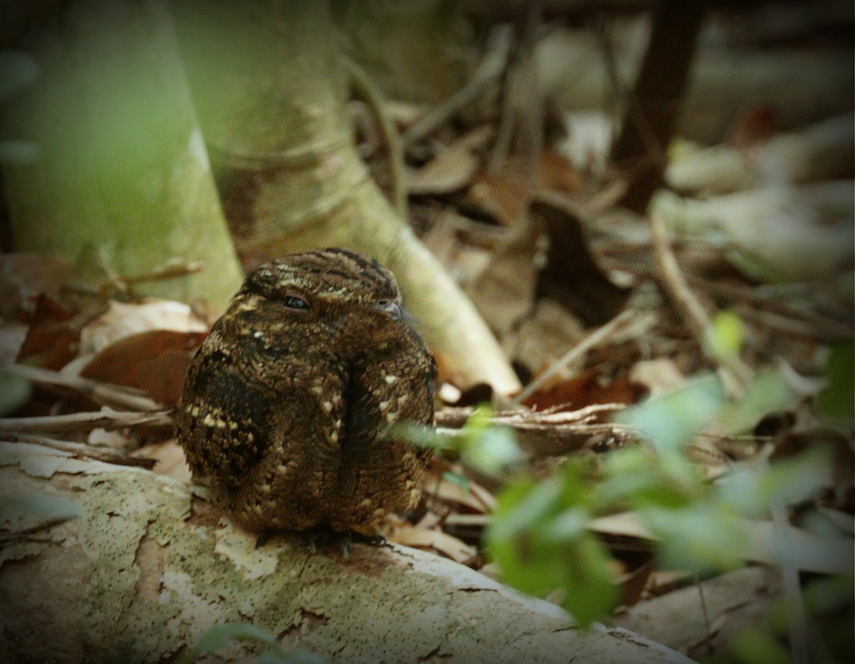 Chuck-will's-widow - ML652708731