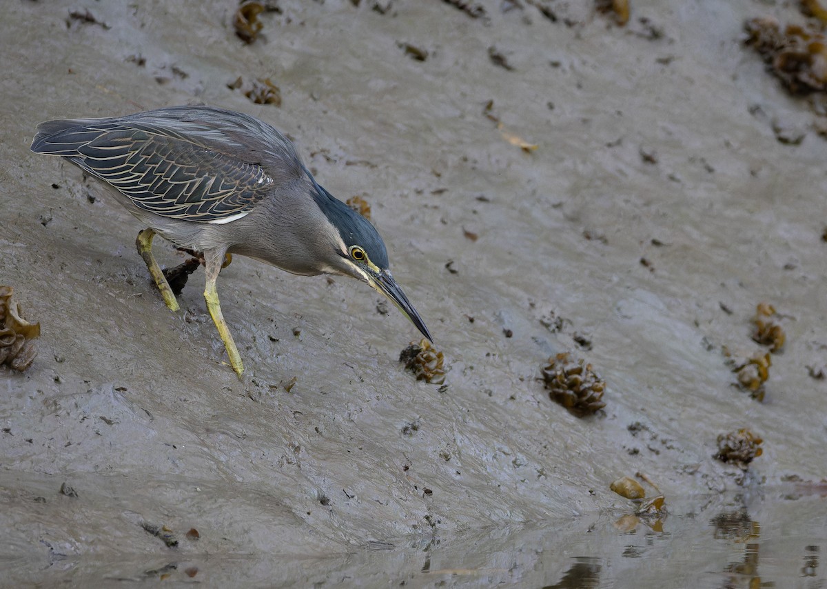 volavka malá - ML652708819