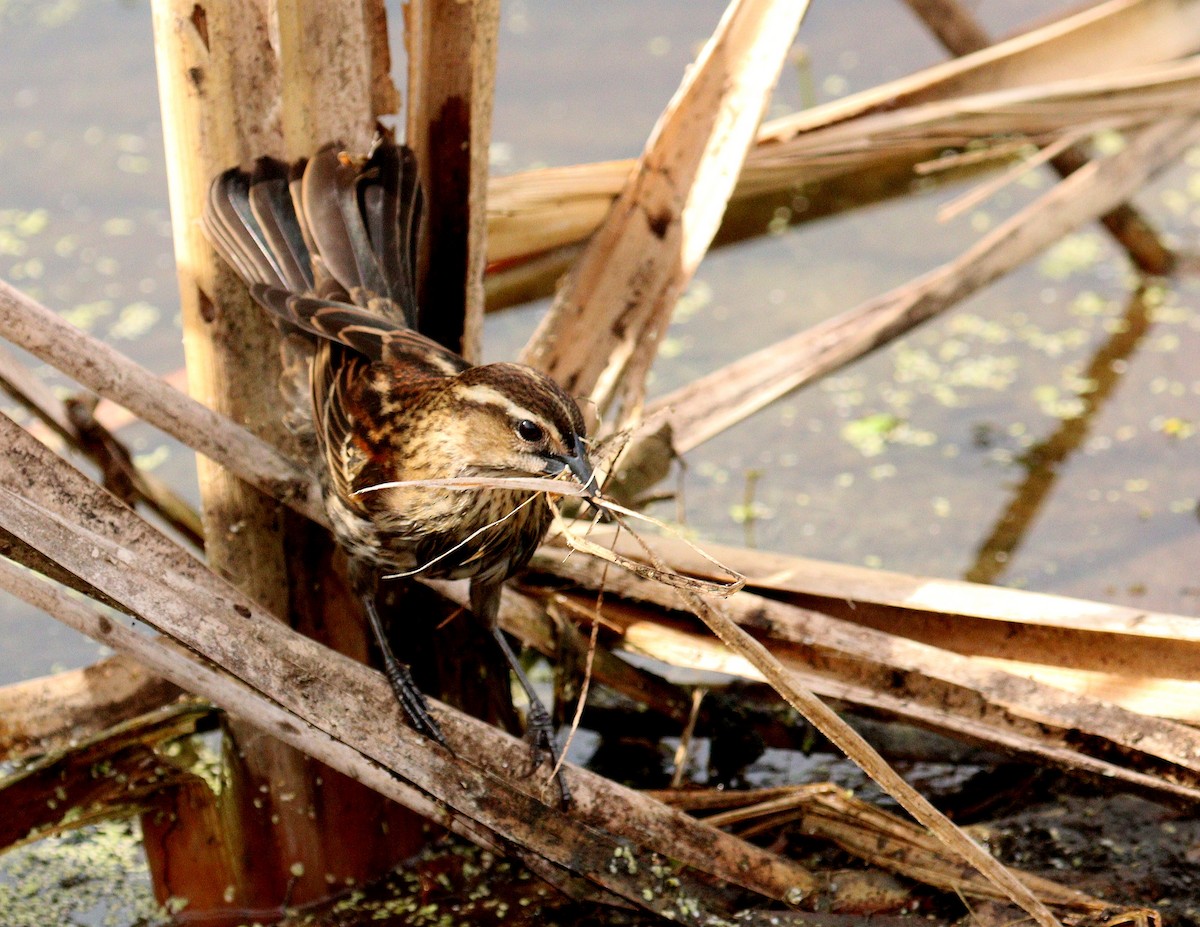 Red-winged Blackbird - ML652708834