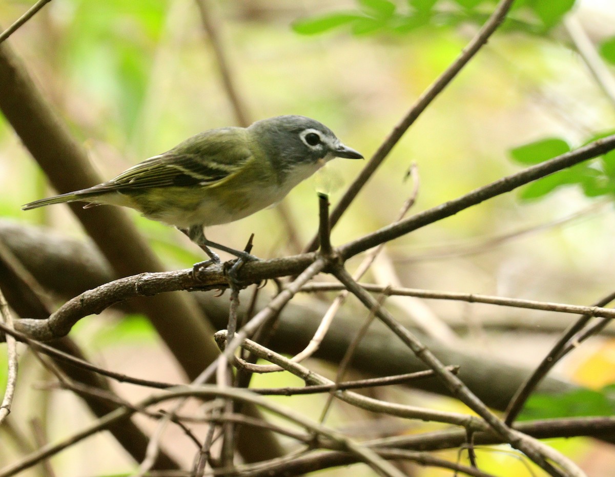 Blue-headed Vireo - ML652708865