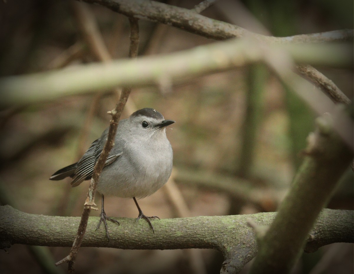 Gray Catbird - ML652708920