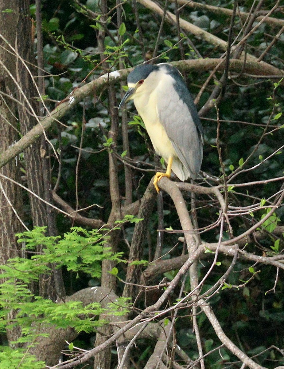 夜鷺 - ML652708963