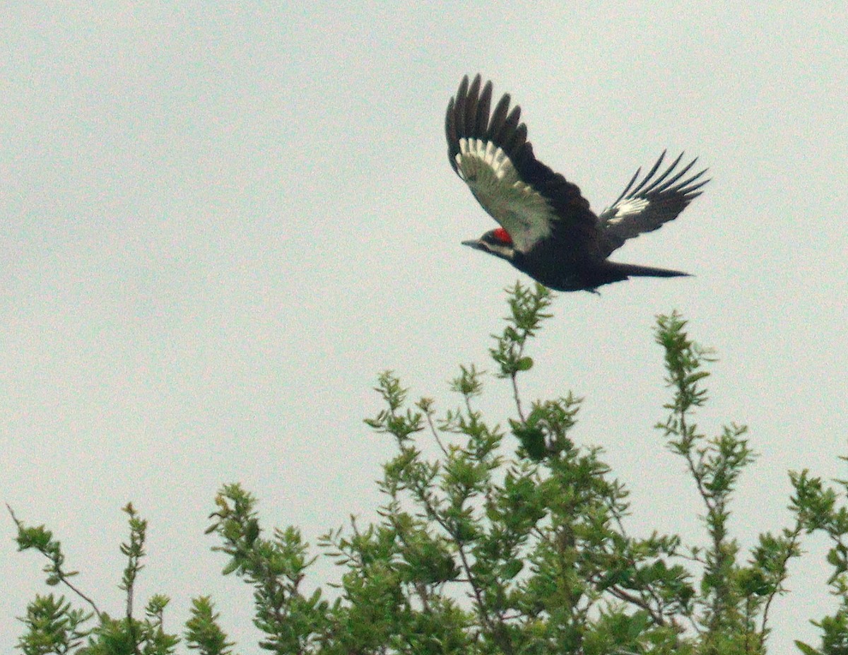 Pileated Woodpecker - ML652709024