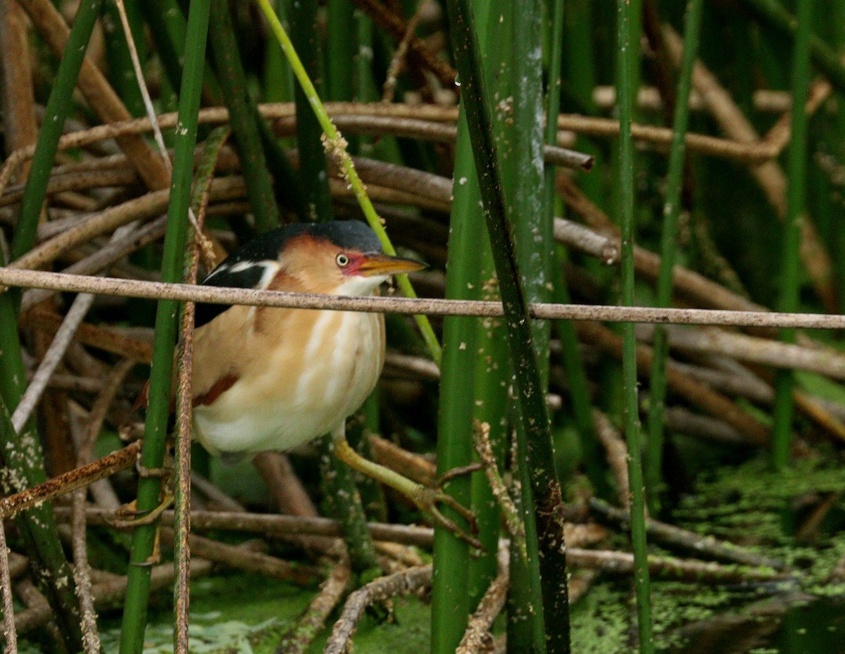 Least Bittern - ML652709165