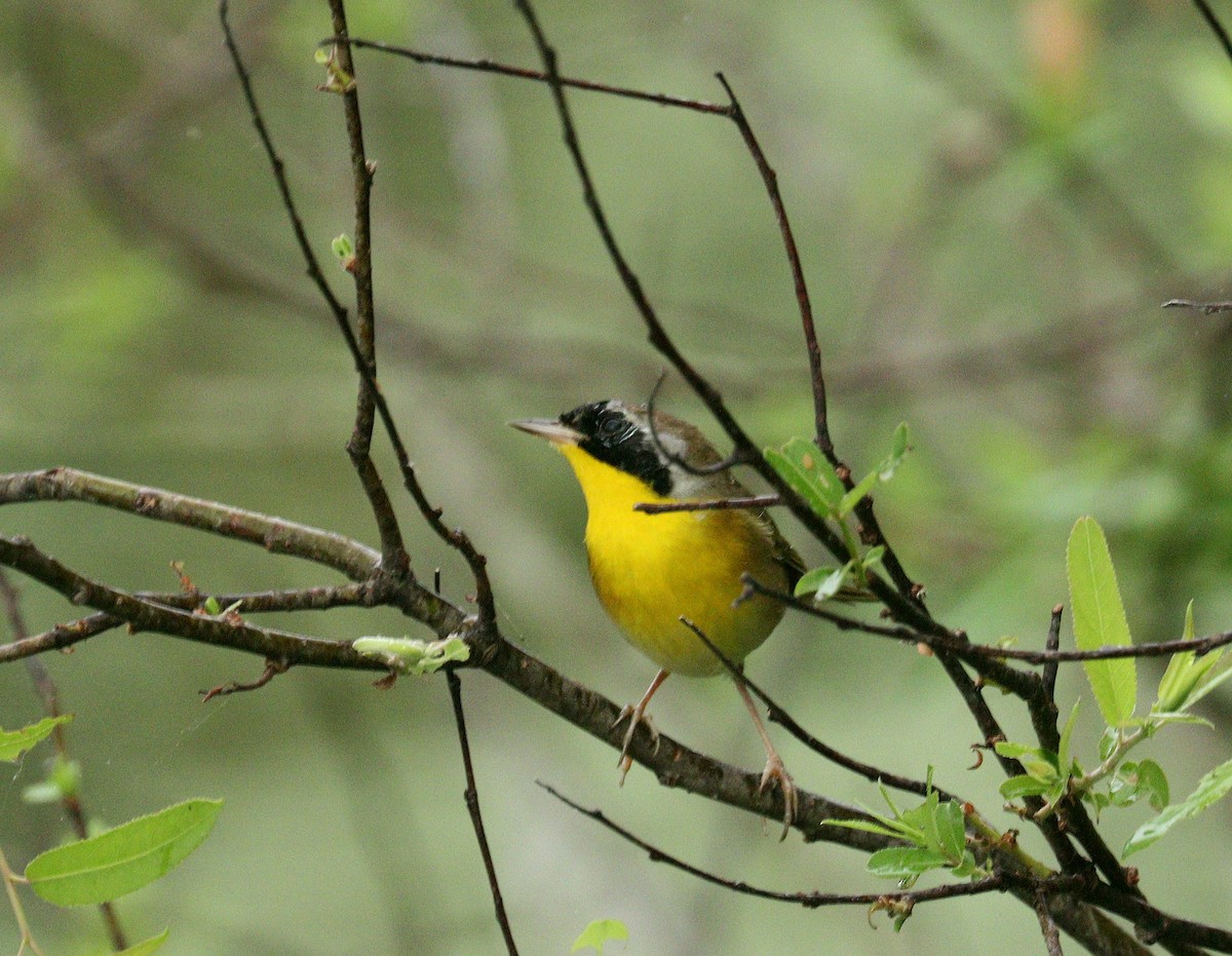 Common Yellowthroat - ML652709232
