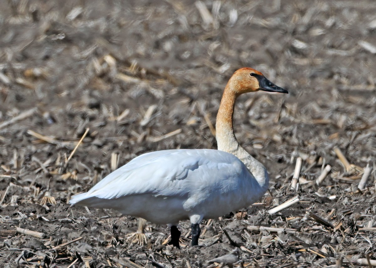 Cygne trompette - ML652709439
