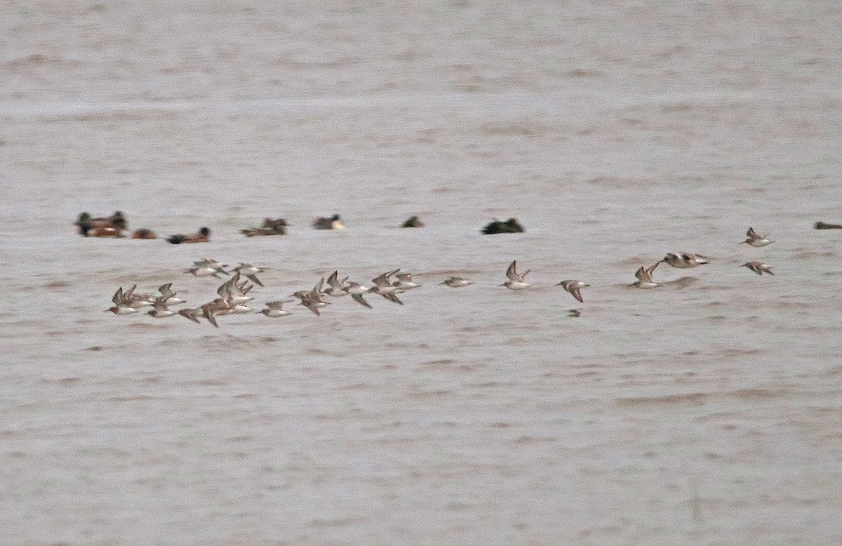 Txirri arrunta - ML652709452