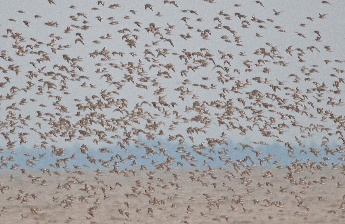 Txirri arrunta - ML652709453