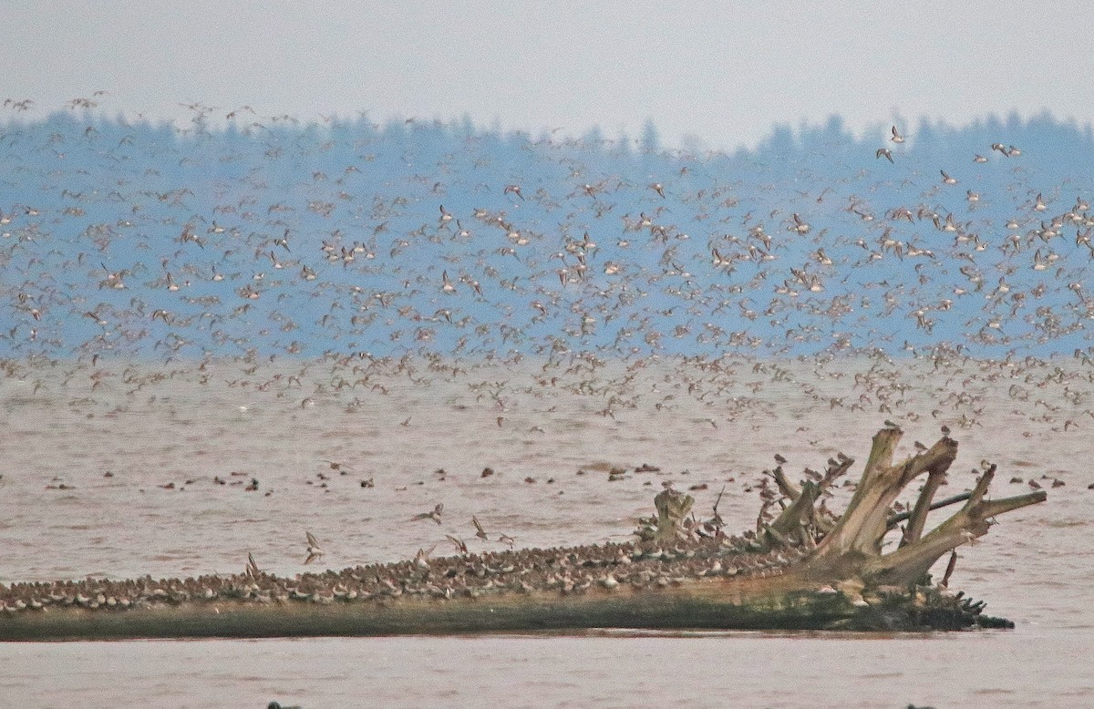 Txirri arrunta - ML652709454