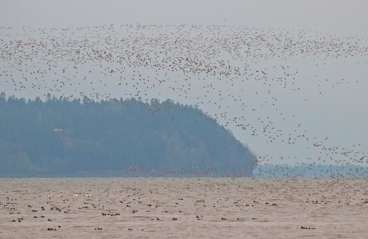 Txirri arrunta - ML652709455