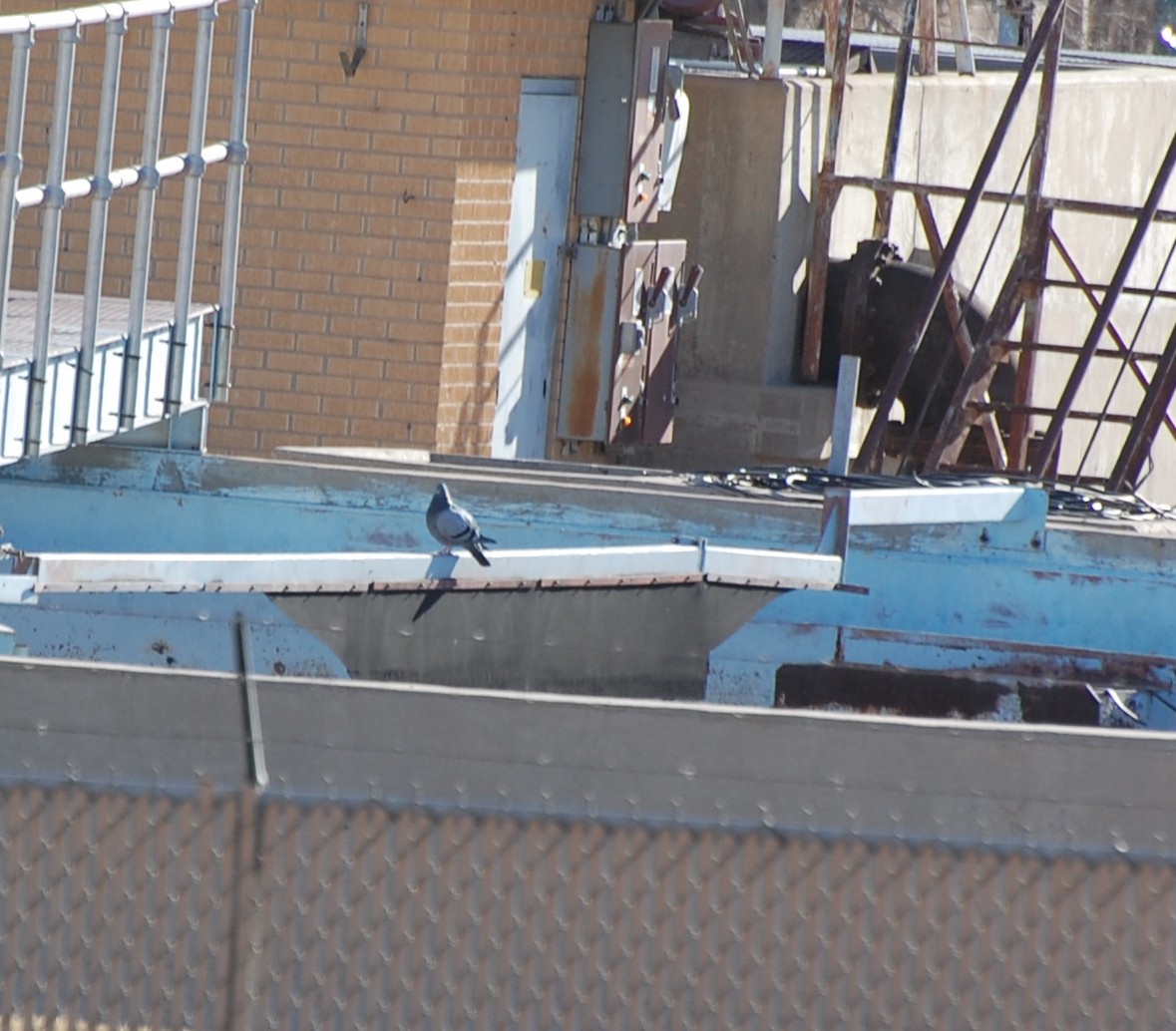 Paloma Bravía (variedad doméstica) - ML652709679