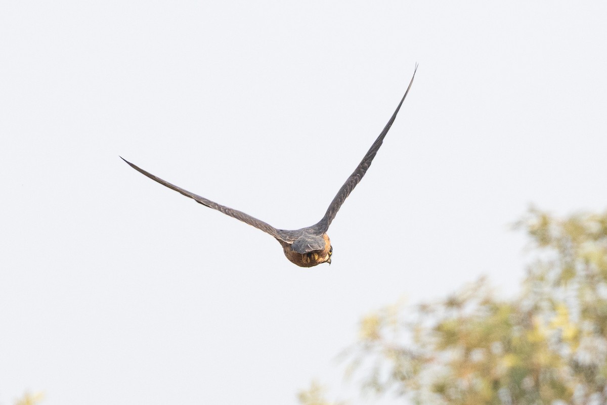 ostříž africký - ML652709710