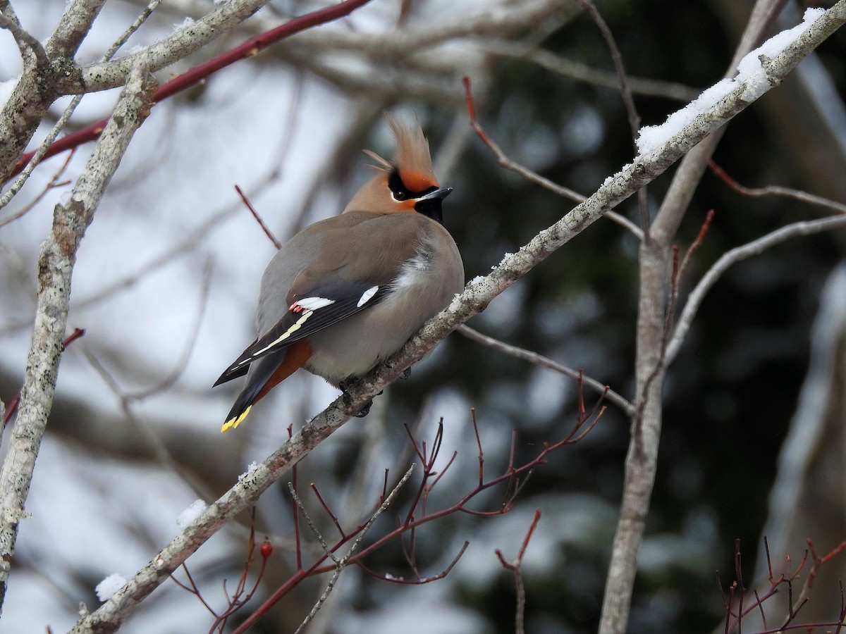 Beccofrusone - ML652709856